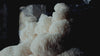 Close up video of Raw Lions Mane